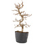 Carpinus coreana, 22 cm, ± 6 anni