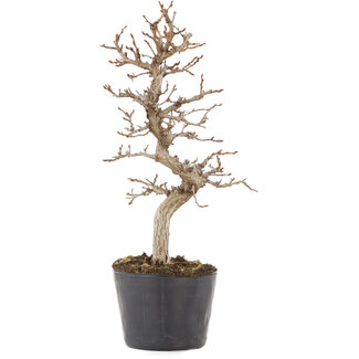 Cuerda negra 100 gr - Bonsai Plaza