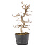 Carpinus coreana, 22 cm, ± 6 jaar oud