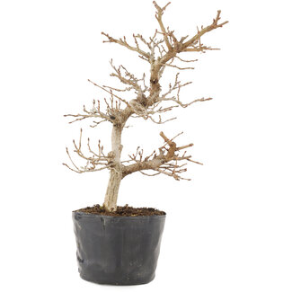 Carpinus coreana, 22 cm, ± 6 anni