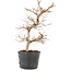 Carpinus coreana, 22 cm, ± 6 ans