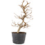 Carpinus coreana, 22 cm, ± 6 years old