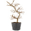 Carpinus coreana, 22 cm, ± 6 anni