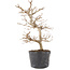 Carpinus coreana, 22 cm, ± 6 jaar oud