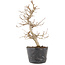 Carpinus coreana, 22 cm, ± 6 jaar oud