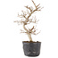 Carpinus coreana, 22 cm, ± 6 ans