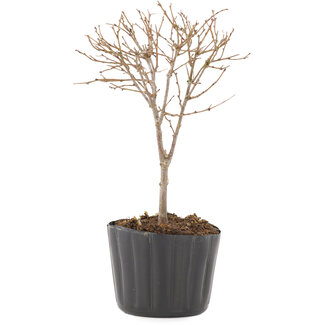 Zelkova serrata, 14 cm, ± 3 jaar oud. , LET OP: DE GETOONDE AFBEELDING IS EEN VOORBEELD. DE GELEVERDE BONSAI KAN AFWIJKEN VAN DE GETOONDE AFBEELDING, MAAR ZAL DEZELFDE STIJL EN VERGELIJKBARE AFMETINGEN HEBBEN.