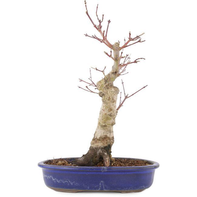 Acer palmatum, 34,5 cm, ± 15 ans