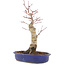 Acer palmatum, 34,5 cm, ± 15 años