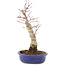 Acer palmatum, 34,5 cm, ± 15 jaar oud