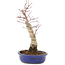 Acer palmatum, 34,5 cm, ± 15 years old