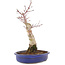 Acer palmatum, 34,5 cm, ± 15 anni