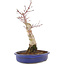 Acer palmatum, 34,5 cm, ± 15 ans