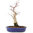 Acer palmatum, 34,5 cm, ± 15 anni