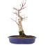 Acer palmatum, 34,5 cm, ± 15 jaar oud