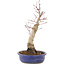 Acer palmatum, 34,5 cm, ± 15 anni