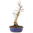 Acer palmatum, 34,5 cm, ± 15 ans