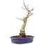 Acer palmatum, 34,5 cm, ± 15 ans