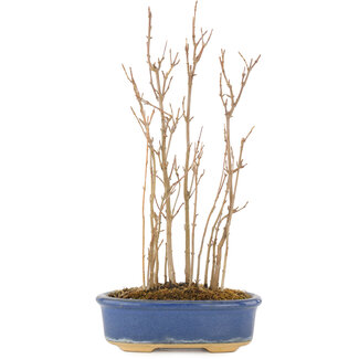 Acer buergerianum, 29,5 cm, ± 8 jaar oud