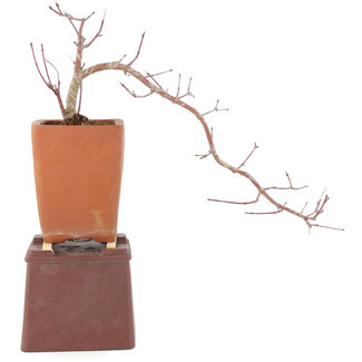 Acer palmatum, 27 cm, ± 6 ans