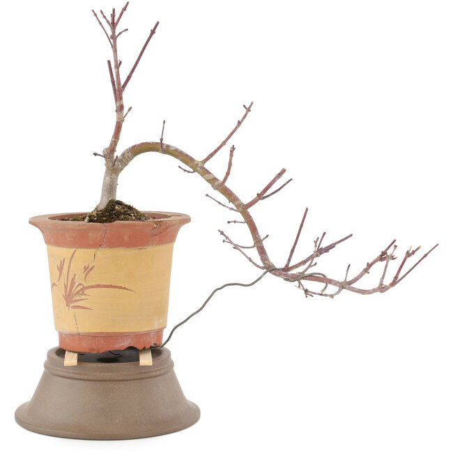 Acer palmatum, 21 cm, ± 6 anni, in un vaso rotto