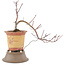 Acer palmatum, 21 cm, ± 6 years old, in a broken pot