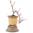 Acer palmatum, 21 cm, ± 6 anni, in un vaso rotto