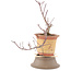 Acer palmatum, 21 cm, ± 6 years old, in a broken pot