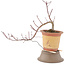 Acer palmatum, 21 cm, ± 6 ans, dans un pot cassé