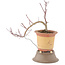 Acer palmatum, 21 cm, ± 6 anni, in un vaso rotto