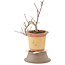 Acer palmatum, 21 cm, ± 6 years old, in a broken pot