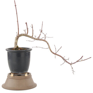 Acer palmatum, 27 cm, ± 6 anni