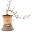 Acer palmatum, 21 cm, ± 6 jaar oud, in kapotte pot