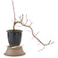 Acer palmatum, 27 cm, ± 6 years old, in a pot with a crack