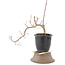 Acer palmatum, 27 cm, ± 6 years old, in a pot with a crack
