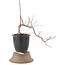 Acer palmatum, 27 cm, ± 6 years old, in a pot with a crack