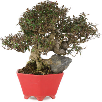 Shozan Trachelospermum asiaticum, 21 cm, ± 40 jaar oud