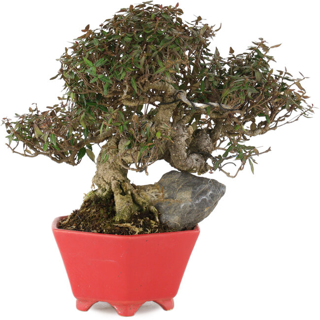 Trachelospermum asiaticum, 21 cm, ± 40 anni, in un vaso giapponese fatto a mano da Shozan