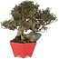 Trachelospermum asiaticum, 21 cm, ± 40 jaar oud, in een handgemaakte Japanse pot van Shozan