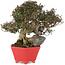 Trachelospermum asiaticum, 21 cm, ± 40 years old, in a handmade Japanese pot by Shozan