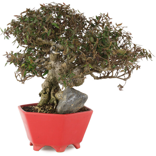 Trachelospermum asiaticum, 21 cm, ± 40 years old, in a handmade Japanese pot by Shozan
