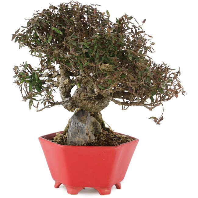 Trachelospermum asiaticum, 21 cm, ± 40 Jahre alt, in einem handgefertigten japanischen Topf von Shozan