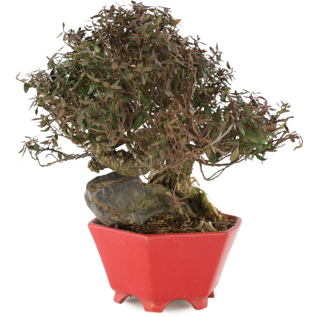 Trachelospermum asiaticum, 21 cm, ± 40 anni, in un vaso giapponese fatto a mano da Shozan