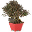 Trachelospermum asiaticum, 21 cm, ± 40 jaar oud, in een handgemaakte Japanse pot van Shozan