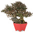 Trachelospermum asiaticum, 21 cm, ± 40 anni, in un vaso giapponese fatto a mano da Shozan
