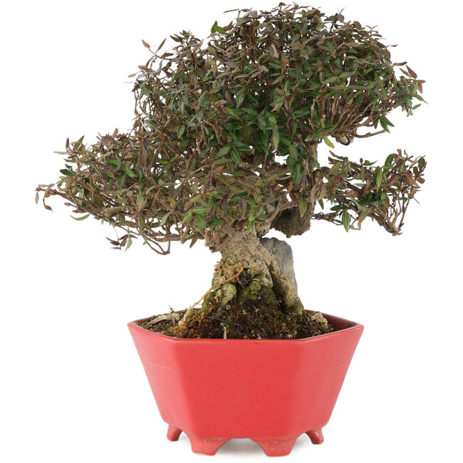 Trachelospermum asiaticum, 21 cm, ± 40 jaar oud, in een handgemaakte Japanse pot van Shozan