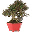 Trachelospermum asiaticum, 21 cm, ± 40 years old, in a handmade Japanese pot by Shozan