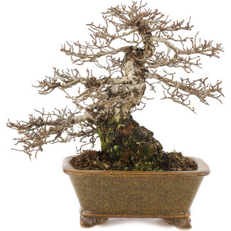 Eime Yozan Ulmus parvifolia Nire, 21 cm, ± 30 years old