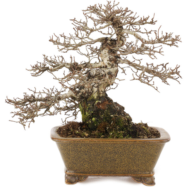 Ulmus parvifolia Nire, 21 cm, ± 30 anni, in un vaso giapponese fatto a mano da Eime Yozan