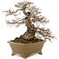 Ulmus parvifolia Nire, 21 cm, ± 30 years old, in a handmade Japanese pot by Eime Yozan